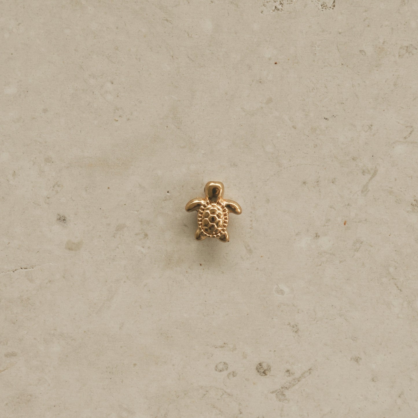Tortuga