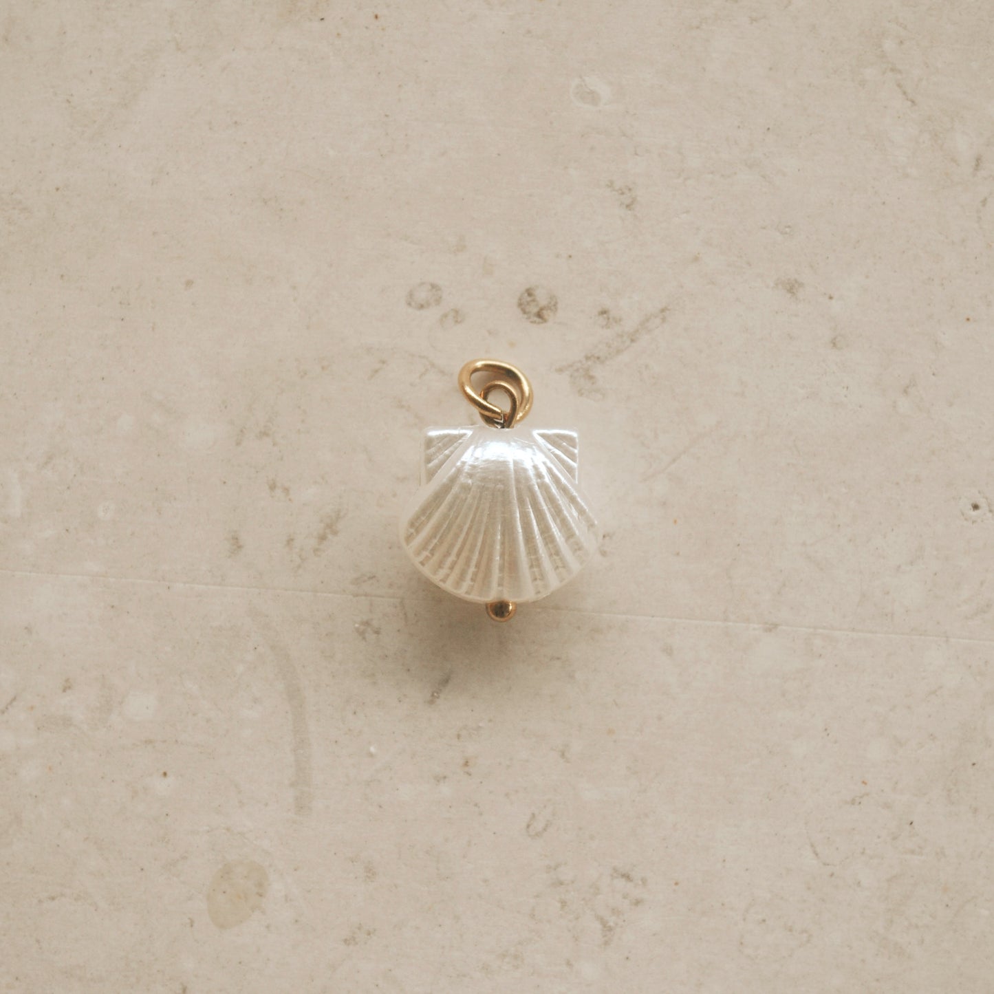 Concha blanca